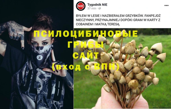 прущие грибы Аркадак